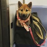 A solução que as pessoas acharam pra proibição de cachorros em metrô