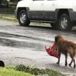 Imagens de cães que foram abandonados durante a passagem do furacão Harvey