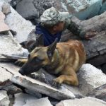 Os quatro odores que são sentidos por cães farejadores após catástrofes