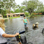 Pessoas que abandonaram seus animais durante o furacão Irma responderão criminalmente