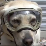 Frida, a cadela mexicana que ajudou no resgate de 56 pessoas