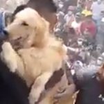 Vídeo mostra cachorro sendo retirado de escombros na Cidade do México