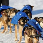 PETA cria abaixo-assinado contra corrida de trenó no Alasca