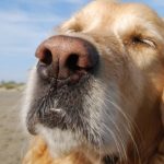 Por que os cachorros cheiram mais algumas pessoas do que outras