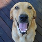 Cachorros fazem expressões faciais para se comunicarem com humanos