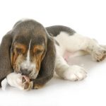 Dermatite atópica atinge mais cães que humanos, afirma especialista