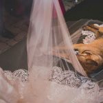 Vira-lata que invadiu casamento e deitou no véu da noiva é adotado por casal