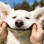 10 sinais que seu cão está estressado