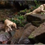 Pousada tem cães como guias para levar turistas até cachoeiras em Taquaruçu