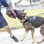 Guarda Municipal de Guarujá treina três novos cães para atividades
