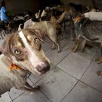 Ex-prefeito é condenado a 20 anos de prisão por chacina de 400 cães no Pará