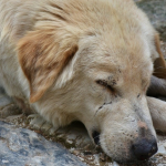 Limpeza sangrenta: a verdade sobre a matança de cães para a Copa na Rússia