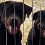 Casal de Rottweiler para adoção em Curitiba