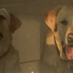 Labradores, Sherek e Fiona, para adoção
