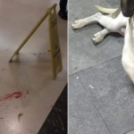 Cachorro é brutalmente morto no Carrefour de Osasco