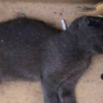 Carrefour da Barra é impedido pela Justiça de matar gatos
