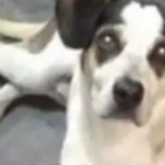 Polícia encerra caso de cadela morta no Carrefour e segurança responderá em liberdade