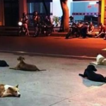Cachorros aguardam por morador de rua que foi internado em hospital