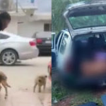Mexicano que esfaqueou cachorro em bar é encontrado morto com mais de 50 facadas