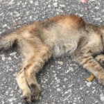 Após envenenamento de 15 gatos, Carrefour planeja construção de gatil