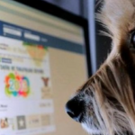 Facebook proíbe vendas de animais