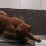 Cachorro fica preso a noite toda em agência bancária, no Ceará