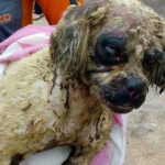 Polícia Civil investiga morte de cadela após ataque com ácido