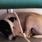 Cachorro é eletrocutado com arma de choque dentro de casa, no Ceará