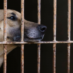 Brasil tem mais de 170 mil animais abandonados sob cuidados de ONGs