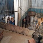 Polícia encontra mais de 30 pit bulls em chácara de peruano preso em rinha