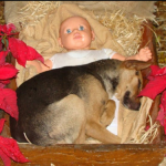 Cachorrinho abandonado comove ao encontrar conforto em Presépio de Natal