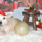 Cão de 17 anos é adotado por família e ganha ensaio de Natal em São Vicente: ‘Presente’