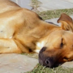 Cachorro morre ao ser deixado do lado de fora de casa no calor escaldante sem água ou sombra