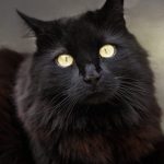 Sexta-feira 13, o ‘azar’ é dos cachorros e gatos pretos
