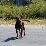 Cão de rua deita-se todos os dias no mesmo lugar à espera de ser adotado