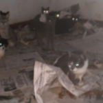 Polícia Ambiental descobre casa com 400 gatos em PG