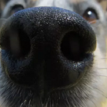 13 perguntas sobre os cães respondidas pela ciência