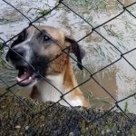Forte chuva inunda abrigo de animais no Rio
