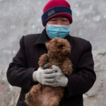 Oficiais da China oferecem recompensa a moradores que matarem cães para conter pandemia do coronavírus