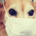 Como lidar com os animais de casa em tempo de coronavírus?