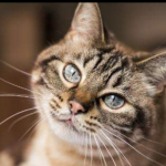 Dois gatos são os primeiros animais de estimação com covid-19 nos EUA