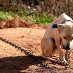 Projeto de lei que proíbe acorrentamento de animais é aprovado no Rio de Janeiro